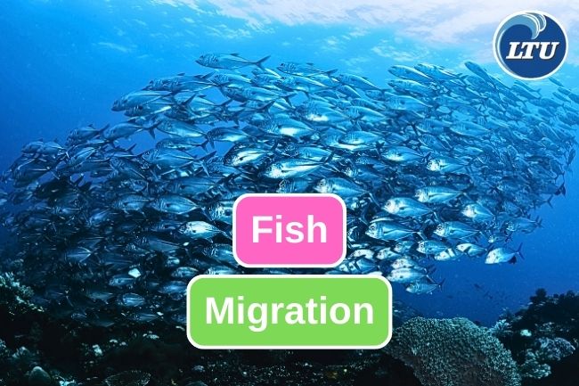 Here Is Fish Migration Short Explanation